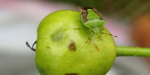 チャバネアオカメムシりんご被害