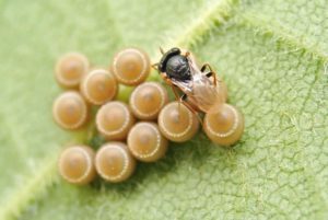 寄生蜂、カメムシの卵につく